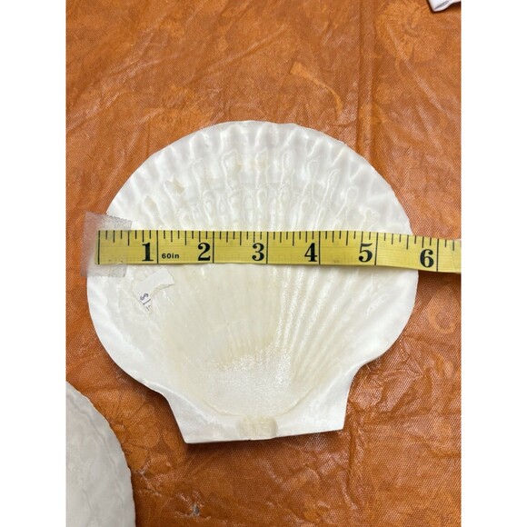 9 White Natural Color Scallop shells for crafts or decor (not food rated) New - Picture 5 of 7